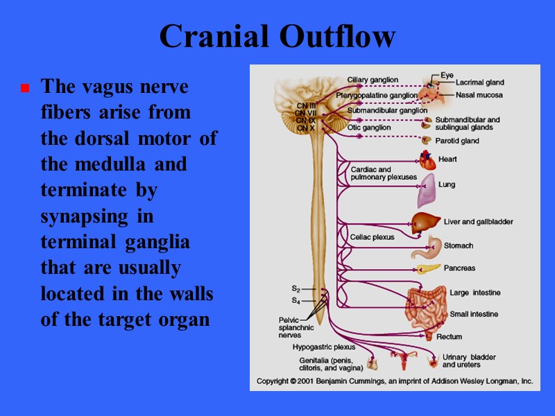 Cranial Outflow The vagus nerve fibers arise from the dorsal motor of the medulla